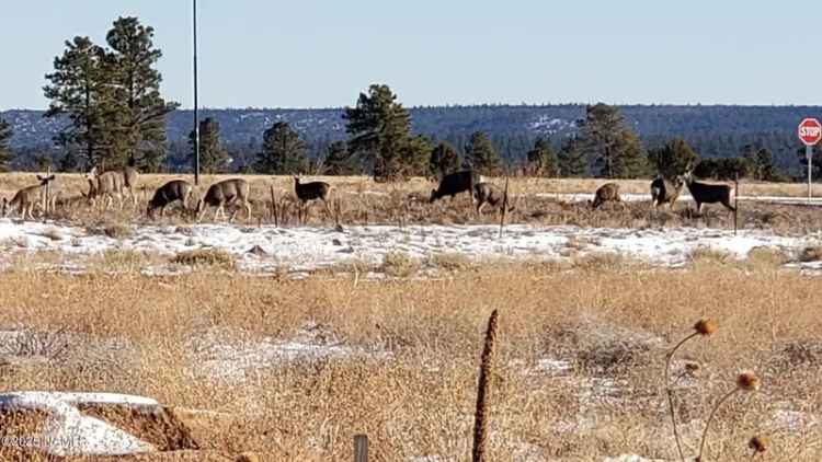 Land For Sale in 1831, North Jasper Drive, Flagstaff, Arizona