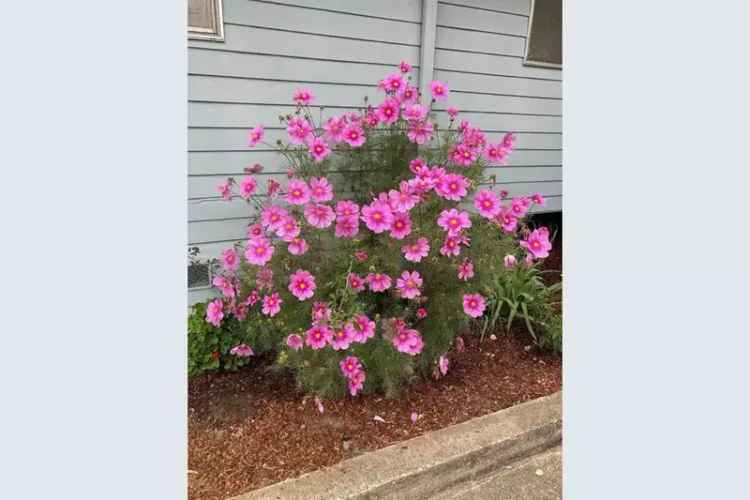 Single-family house For Sale in 1412, Bay Street, Santa Cruz, California