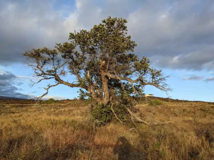 Land For Sale in Hawaiian Ocean View, Hawaii