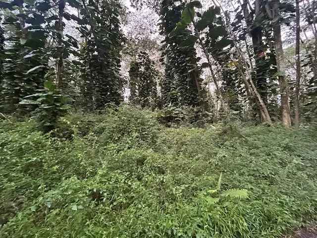 Land For Sale in Pahoa Village Road, Pahoa, Hawaii