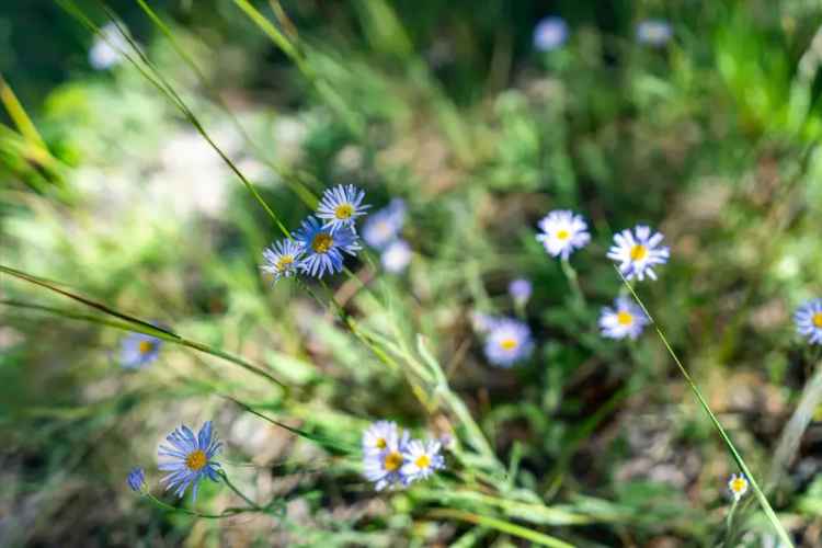 Land For Sale in Montana