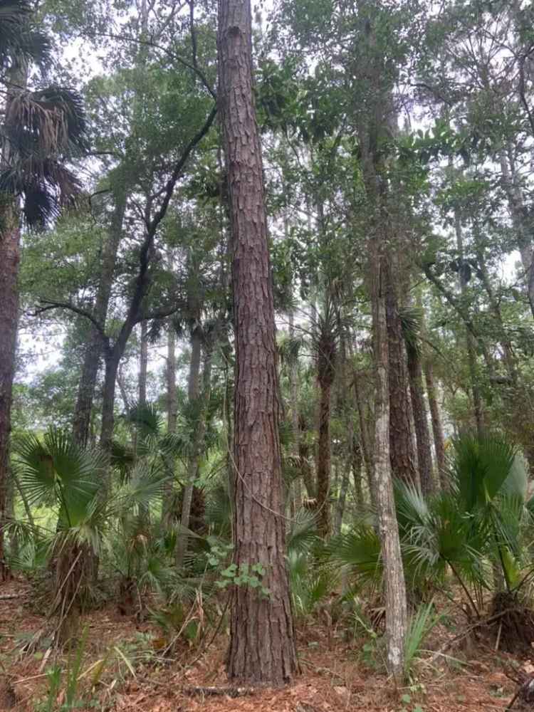 Land For Sale in Saint Augustine, Florida