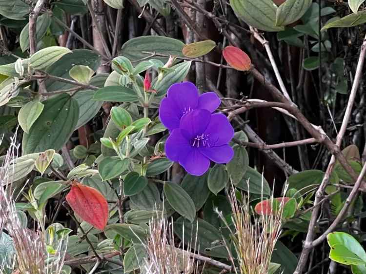 Land For Sale in Fern Forest, Hawaii