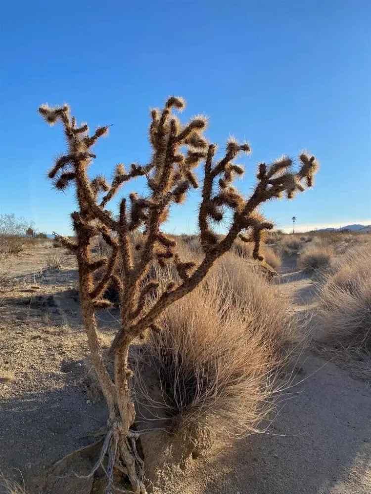 Land For Sale in Joshua Tree, California