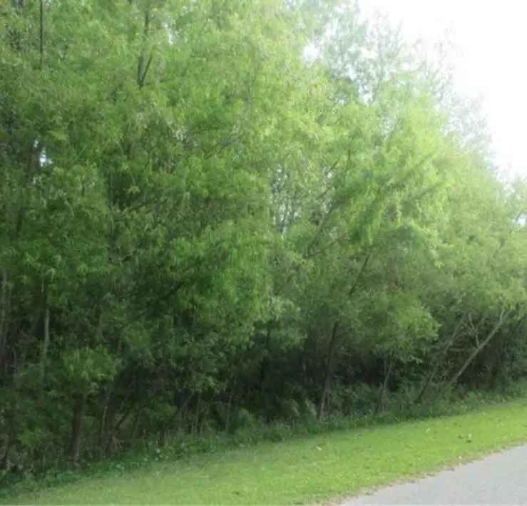 Land For Sale in 17, Little Island Road, North Carolina