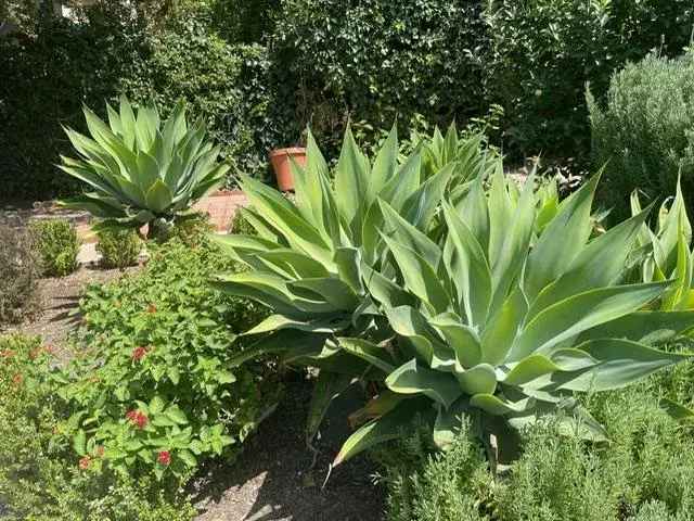 2BR Craftsman House for Rent in Historic Escondido