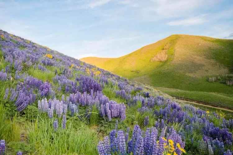 Land For Sale in Hailey, Idaho